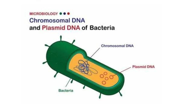 德尔塔生物提供质粒及细胞系构建定制服务