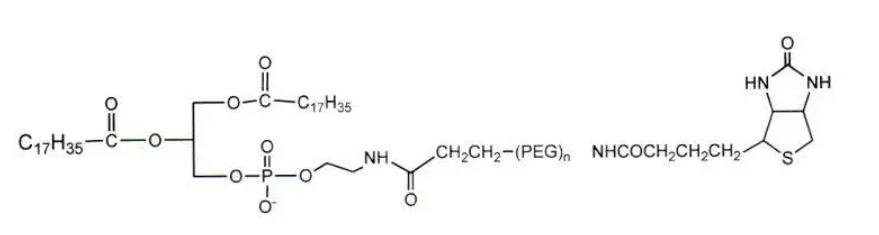 Biotin-PEG2000-DSPE