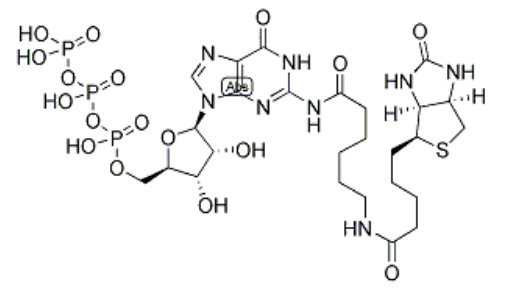 Biotin-11-GTP