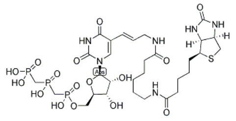 Biotin-11-UTP