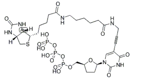 Biotin-11-ddUTP